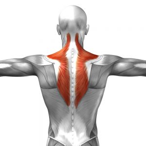 Tension in the Trapezius muscle causes pain, headaches and migraines