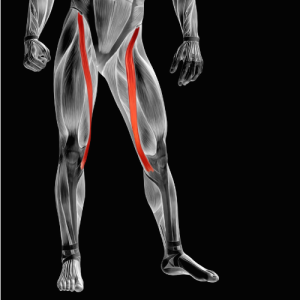 sartorius muscle pain